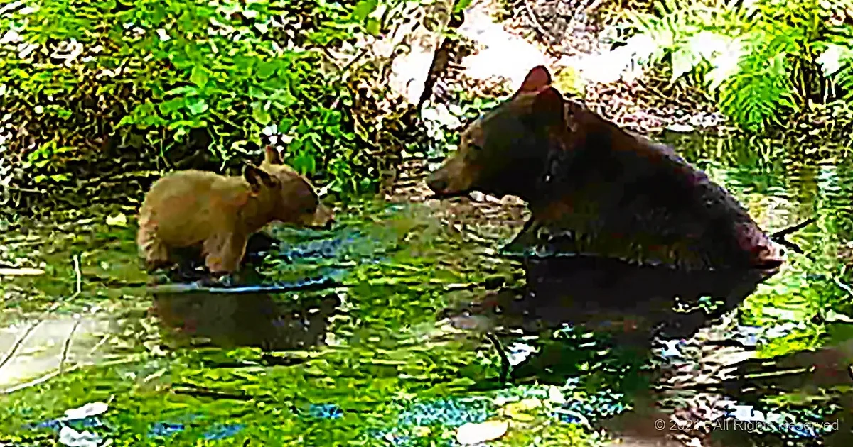 Frazzled Mama Bear Has Enough of Her Adorable Cubs' Antics at the Spring