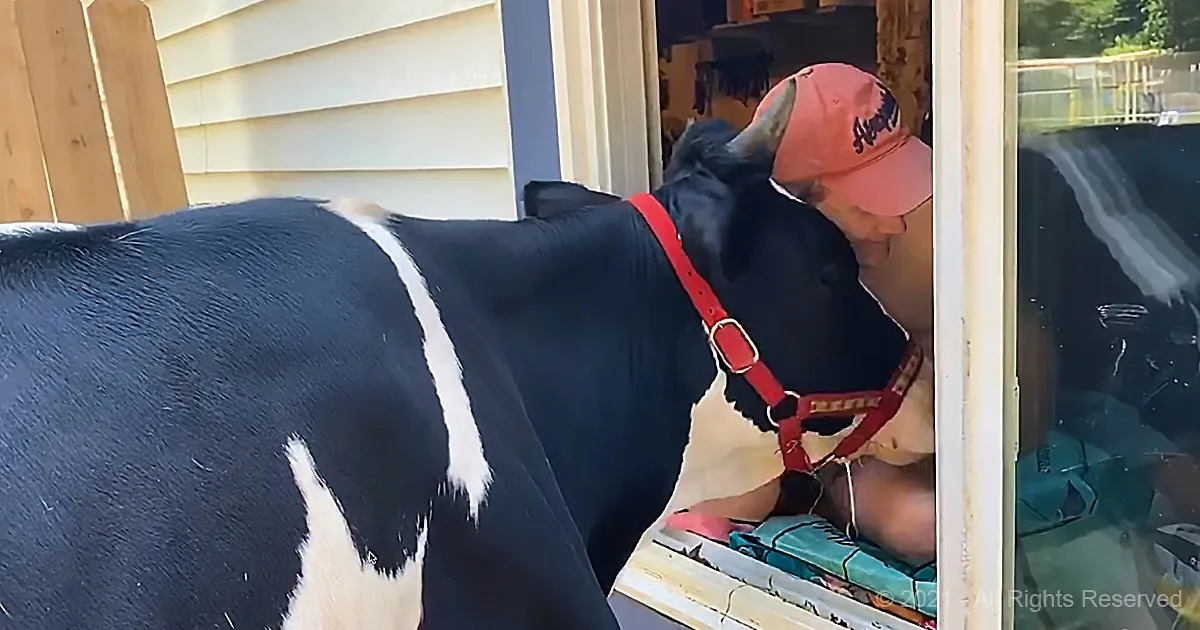 A black and white cow wearing a red halter stands near a person in a pink cap, both looking into a glass window.