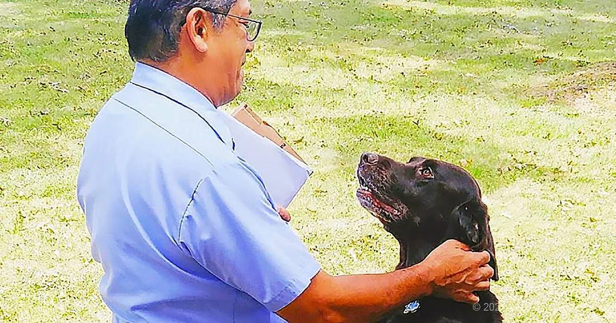 Mailman Delivers Smiles and Belly Rubs to Enthusiastic Chocolate Lab