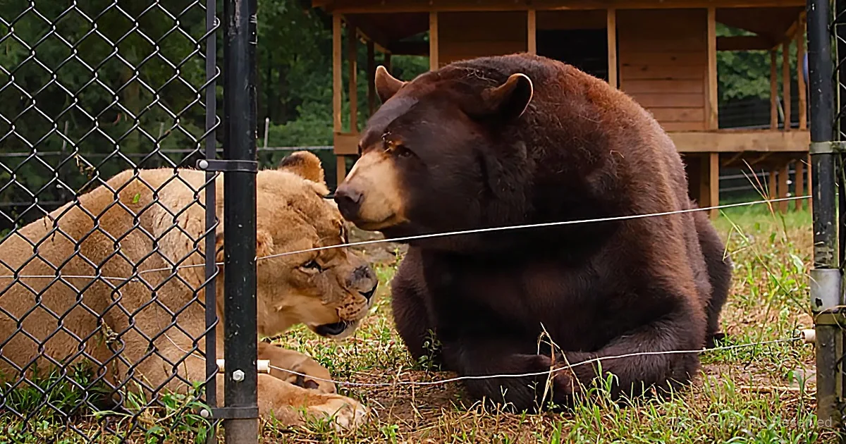 A bear and a lion are facing each other in a fenced enclosure, appearing calm and close.