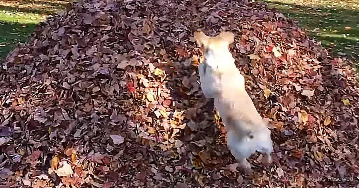 Yellow Lab Leaps Face First Into Giant Pile of Leaves in 3-Minute Compilation Video