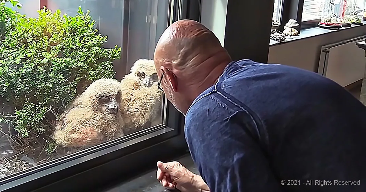 Man Makes Shocking Discovery When He Saw an Owl's Nest Outside His Window