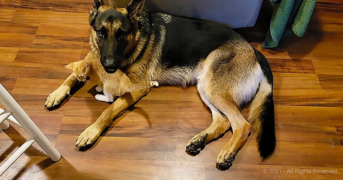 Nervous German Shepherd Becomes Best Friends With Playful Ginger Kitten