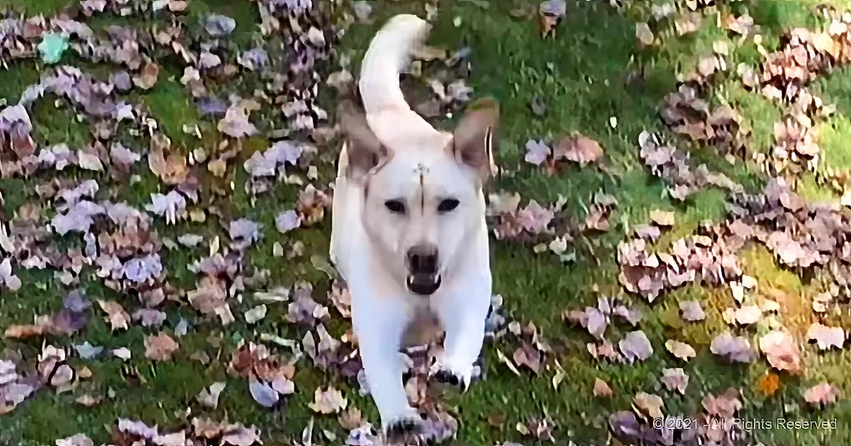 A white dog stands on grass with scattered leaves, looking directly at the camera.