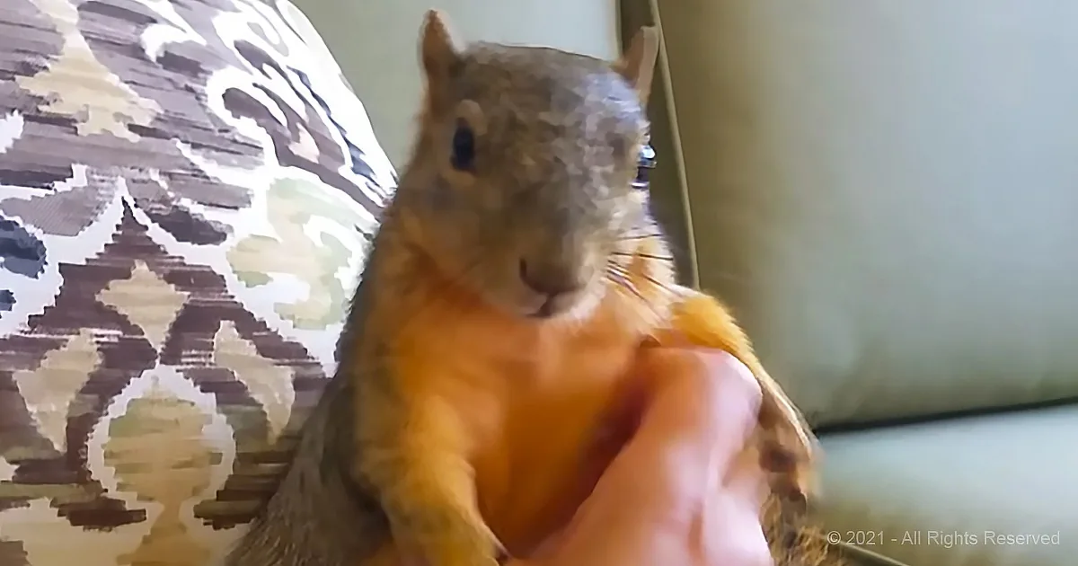 Squirrel Has a Laughing Fit While Being Tickled