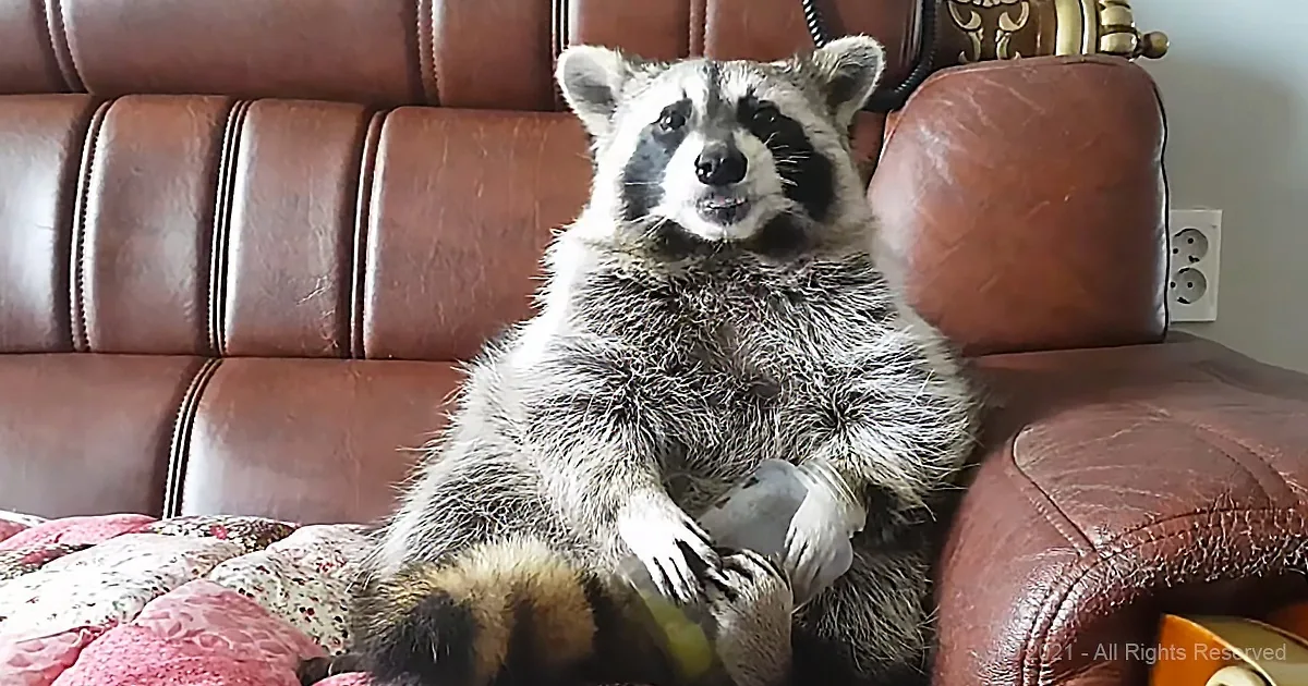 Cute Raccoon Sits Like a Human While Eating His Favorite Fruit Snack