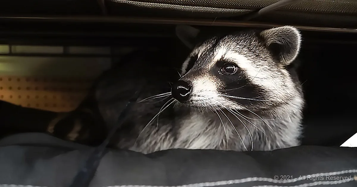 Cute Rescued Raccoon Plays in Petco for Toys and Treats