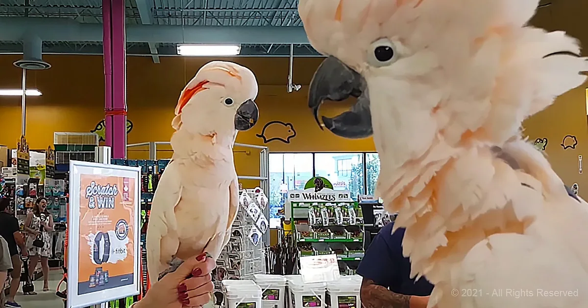 Two Moluccan Cockatoos Get Together for a Playdate and Hilarity Ensues