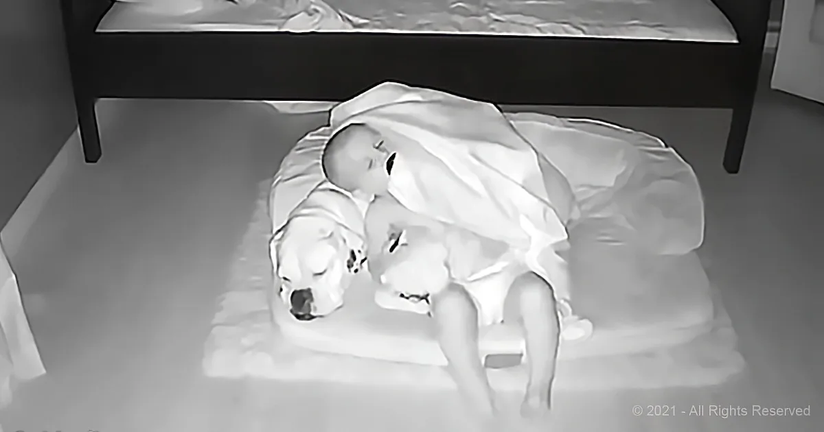 Hidden Camera of Toddler Sneaking Into Dogs' Bed Proves That They Are Best Friends
