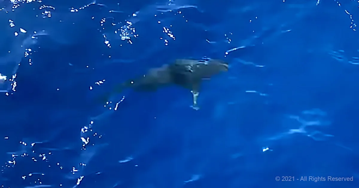 A shark swims in deep blue ocean water, partially submerged.