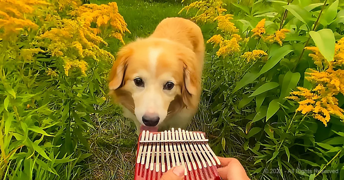 Golden Retriever Relaxes in a Beautiful Field to a Calming Rendition of 'Here Comes the Sun'