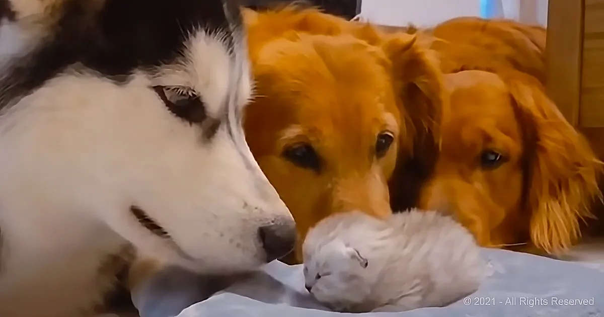 A white dog and two golden retrievers are gently interacting with a small white kitten.