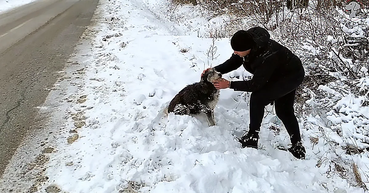 After a Dog Keeps Coming out of a Pipe to Watch Cars Pass by, Rescuers Arrive