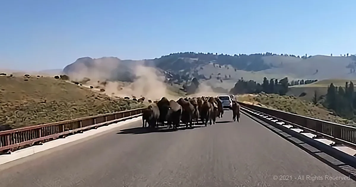 Several Bison Near Yellowstone Caught on Camera Running Past Cars