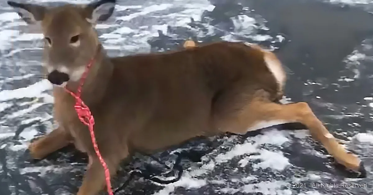 A brown dog with a red leash stands on snow-covered ground, looking to the left.