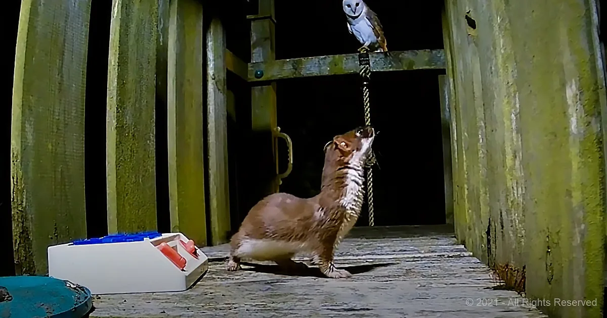 Even Rival Animal Species Call a Truce to Hang out Together on This Playground