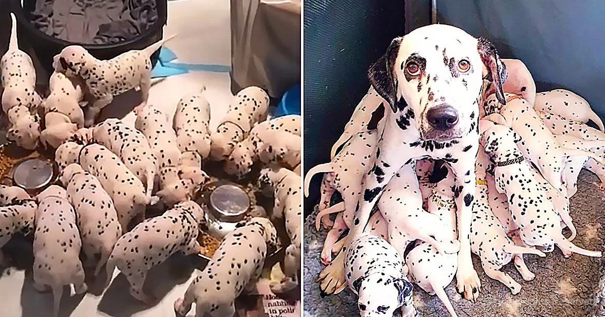 Dalmatian Gives Birth to Six Times the Expected Puppies