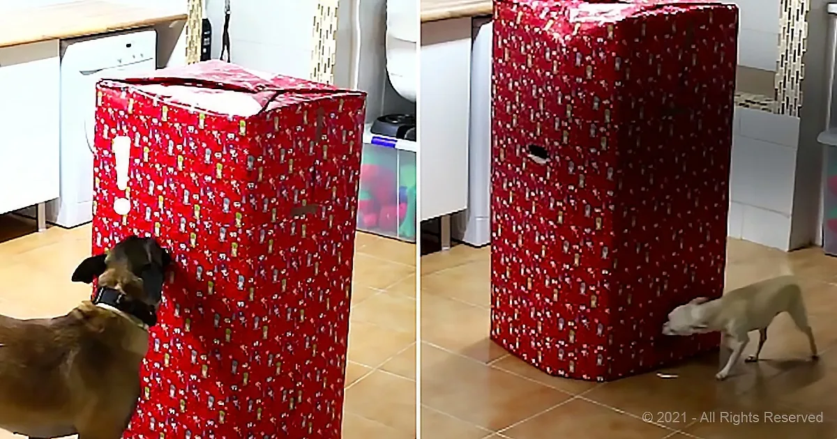 Excited Dogs Get a Life Sized but Familiar Christmas Present