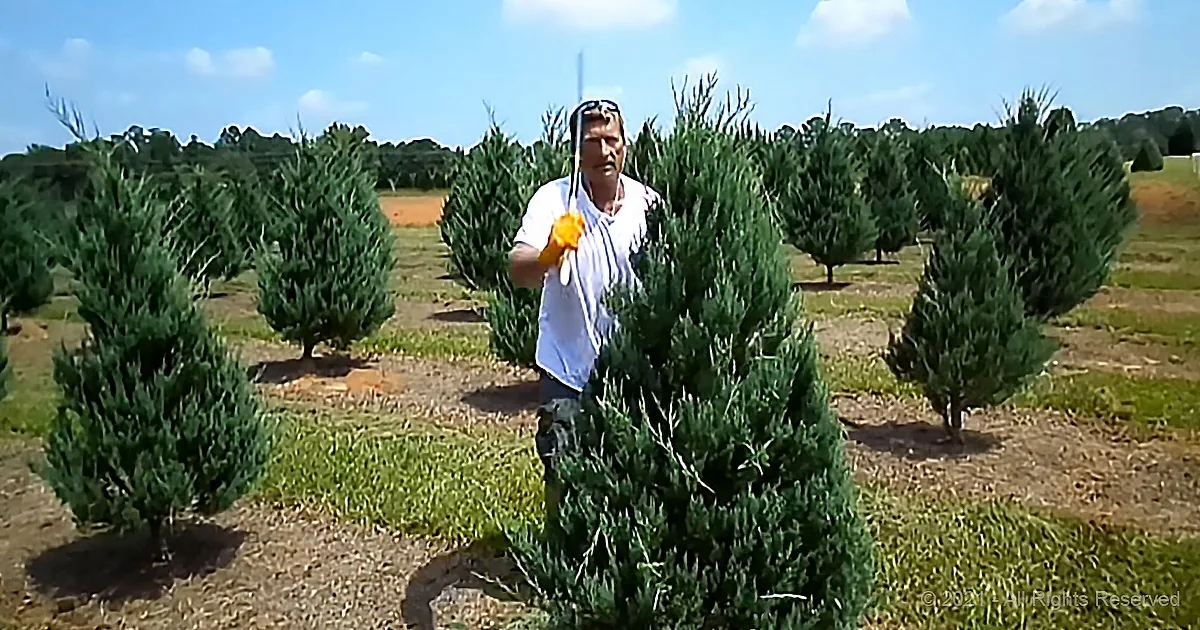 The Christmas Tree Ninja Strikes During the Busiest Season of the Year