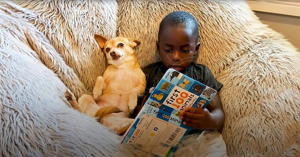 Patient Chihuahua's Love Overcomes Boy's Fear of Dogs