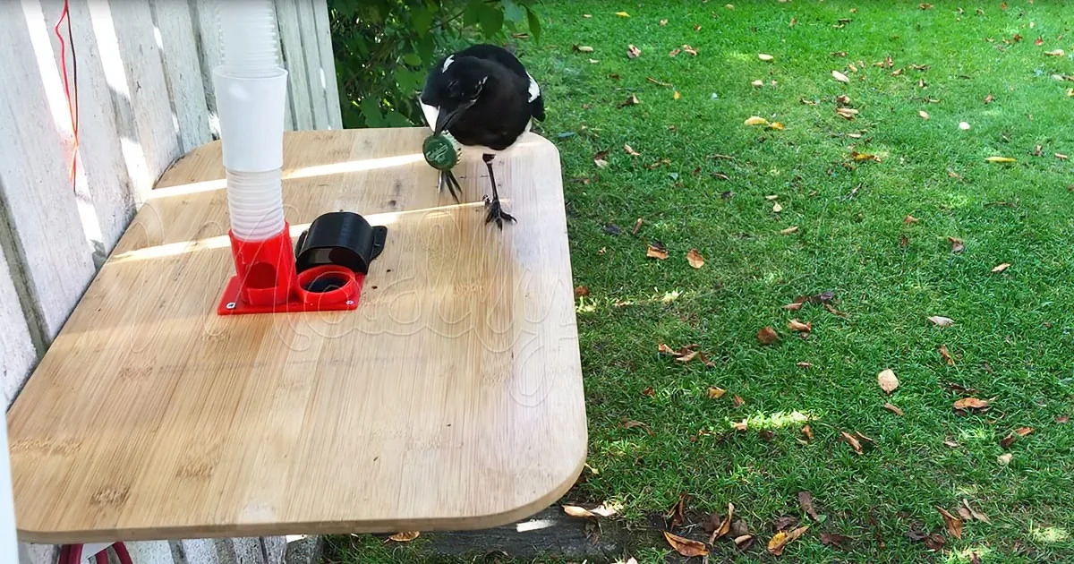 A magpie perches on a wooden table, holding a green object in its beak, with a grassy yard and a red feeder in the...