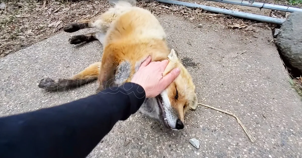 If You've Never Heard a Fox Laugh and Giggle, This Is Your Opportunity!