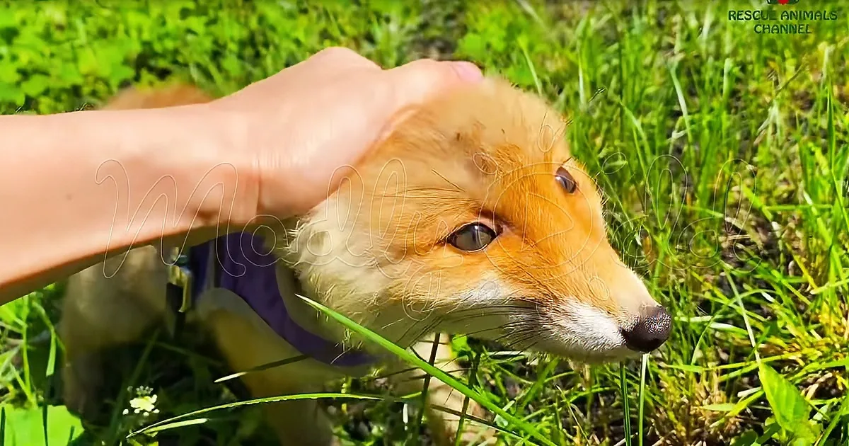 A hand pets a fox with a purple collar in a grassy field.