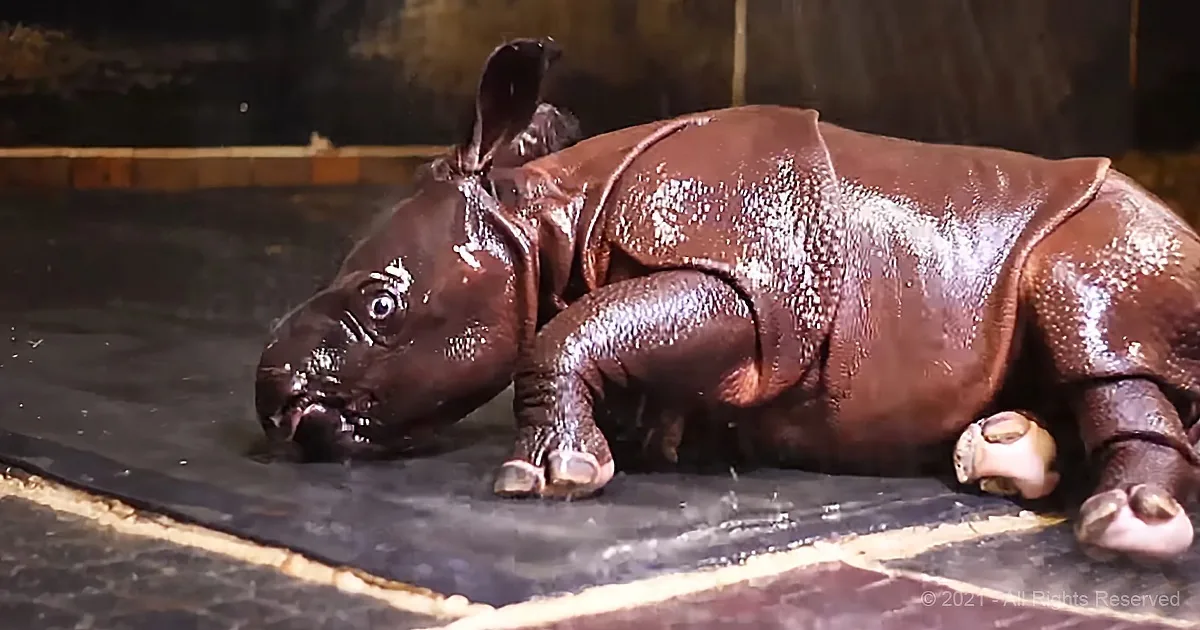11-Day Old Rhino Calf Has a Hilarious Reaction During His Short Shower