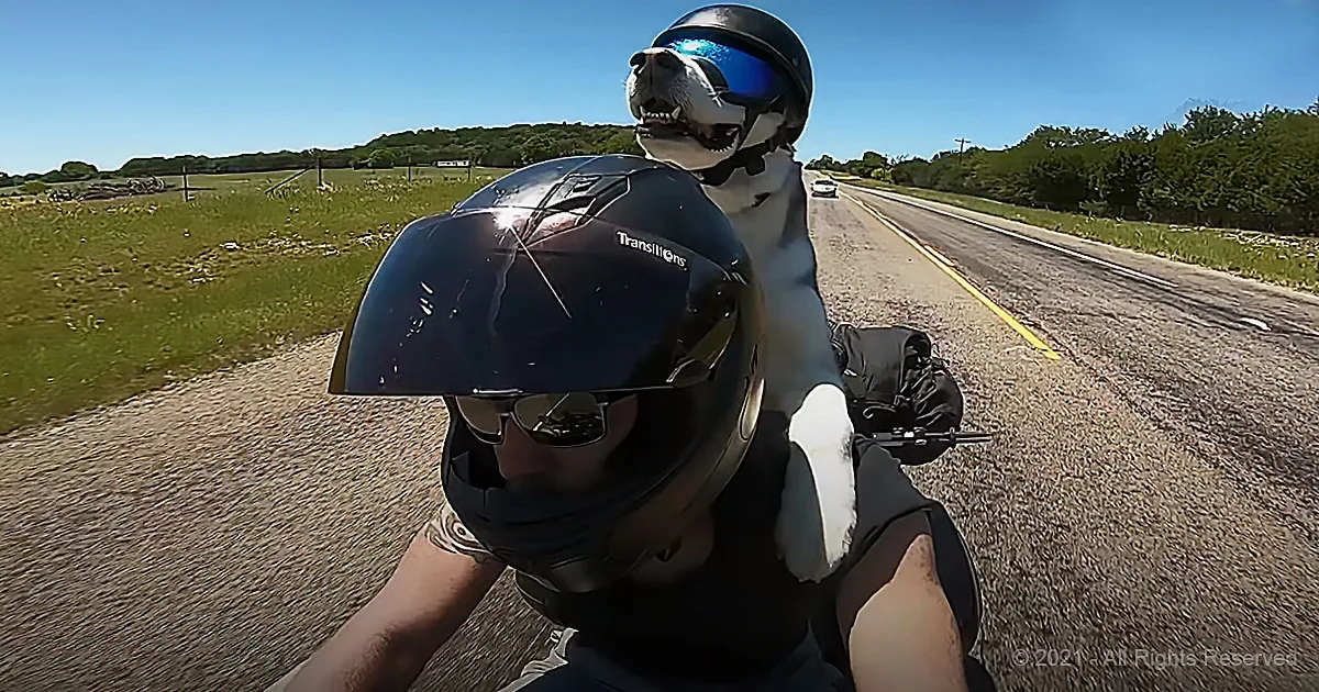 Husky and His Best Friend Ride Motorcycle Through All 50 States