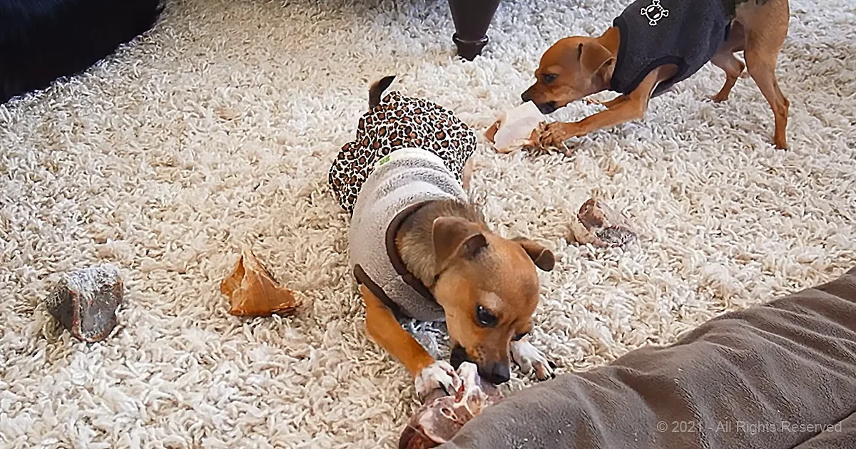 Two Chihuahua Siblings 'Cute' Their Way Into Stealing Bone of Bernese Mountain Dog