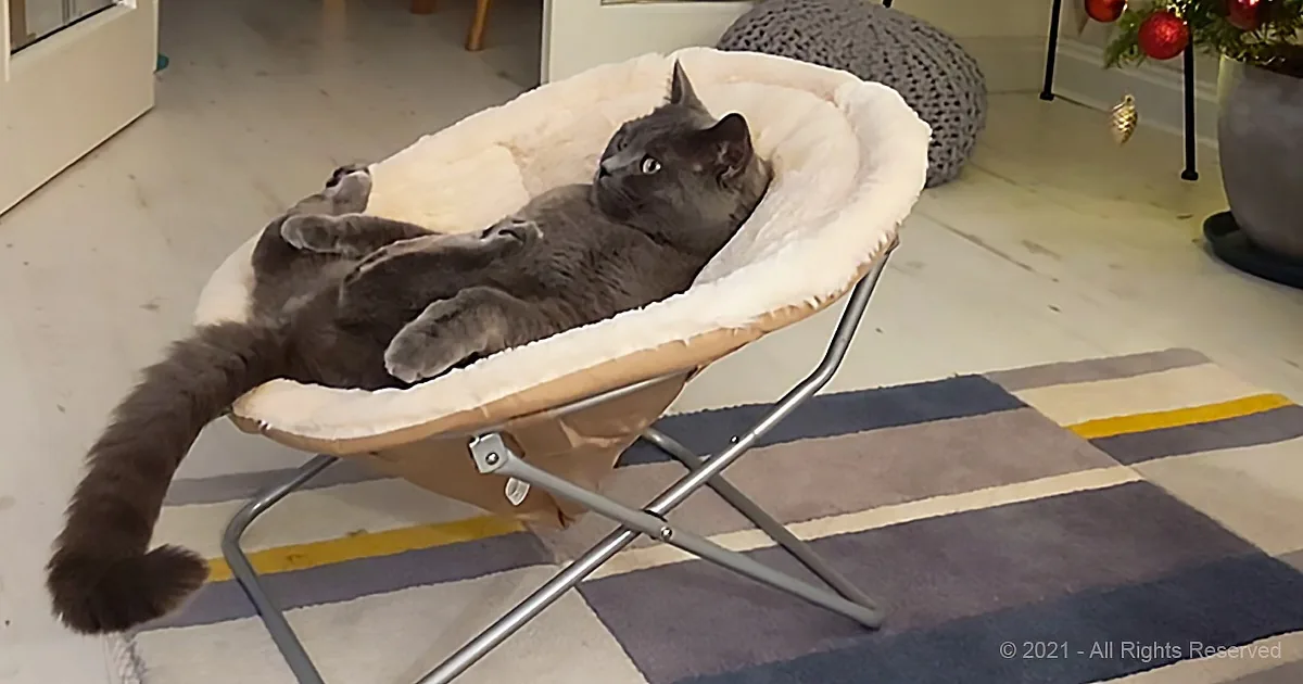 Cat Relaxes in a Chair While Watching Tom and Jerry Like a Human