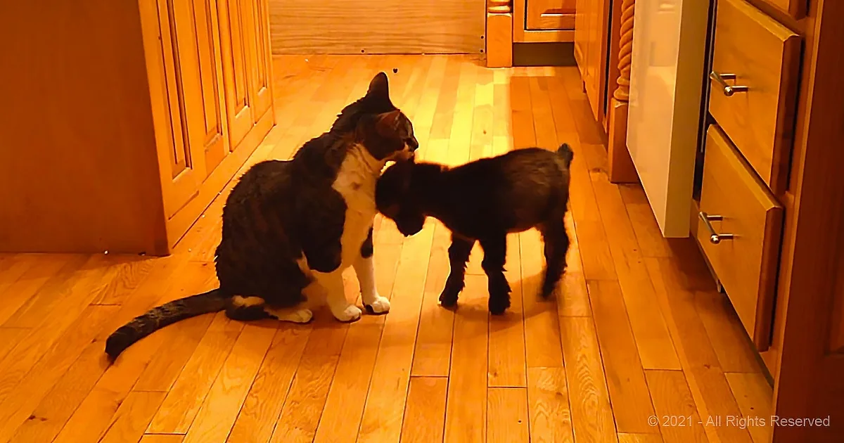 A Housecat and Baby Goat Create Their Own Version of Bullfighting in the Kitchen