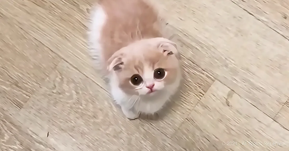 A fluffy, light-colored kitten with large, dark eyes is looking up at the camera on a wooden floor.
