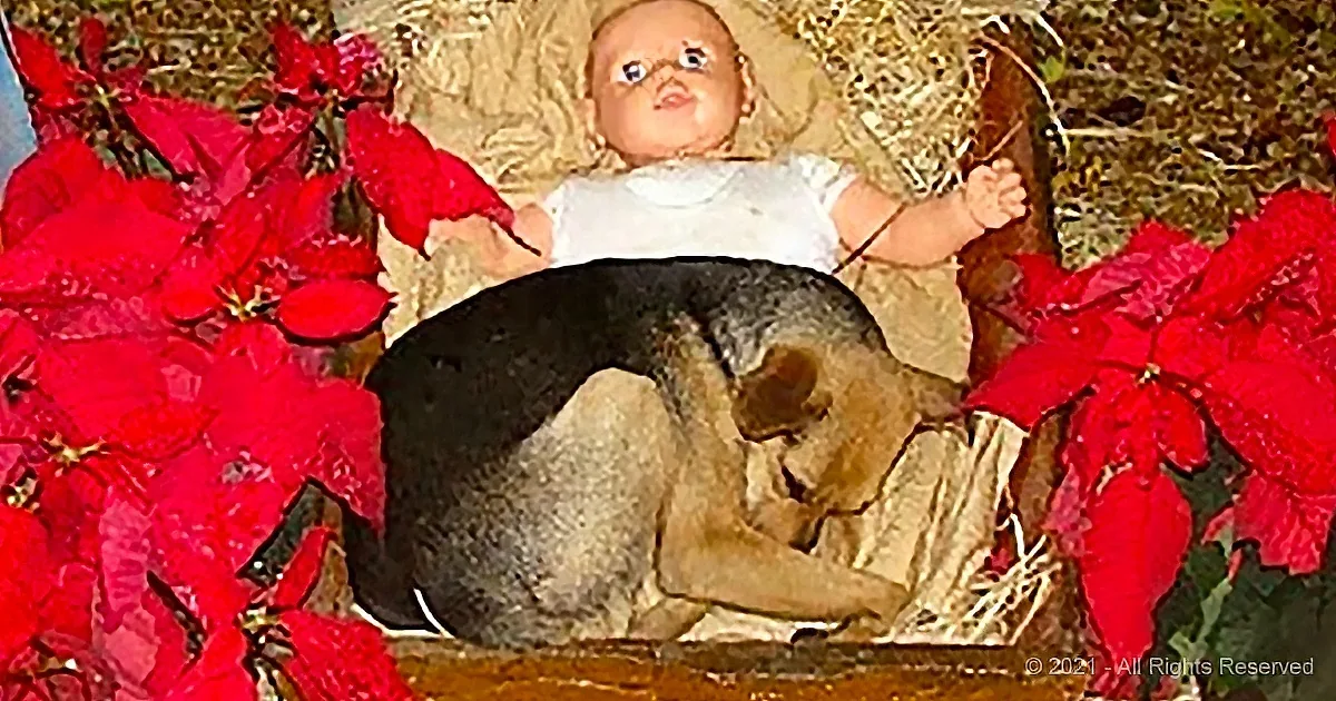 A dog rests peacefully with a baby doll in a nativity scene surrounded by red poinsettias.