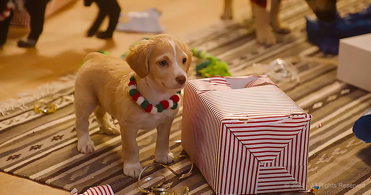 A puppy wearing a festive collar stands beside a red and white striped gift box on a striped rug.