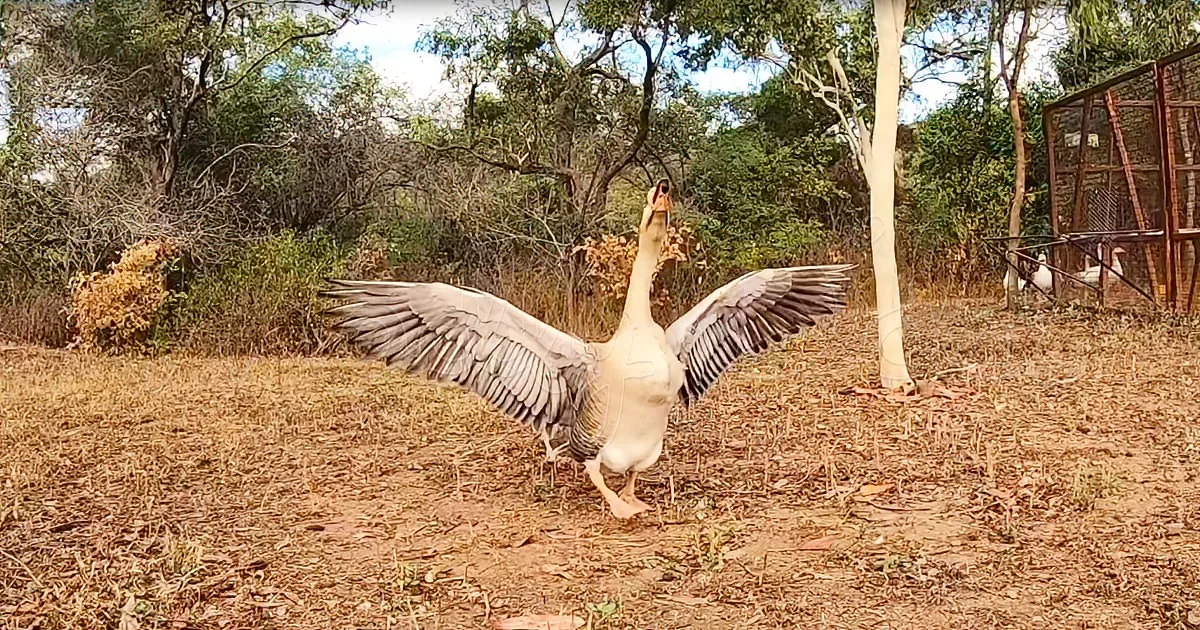 A goose spreads its wings wide in a grassy area surrounded by trees and a metal structure.