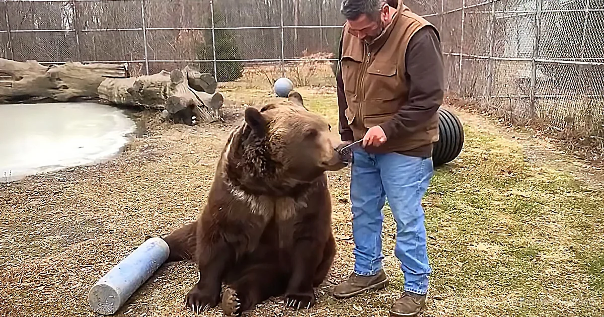 Check out the Reaction of This Giant Bear While He Is Getting Brushed