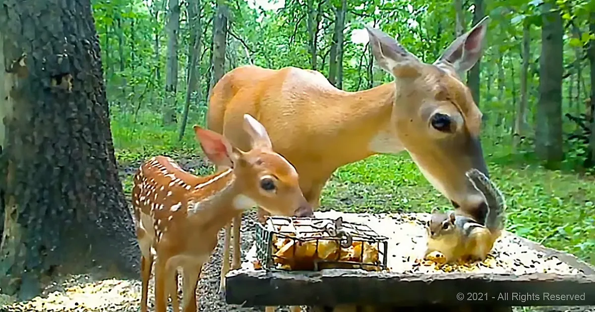 A Doe, Fawn and a Chipmunk Feast Together Like a Family