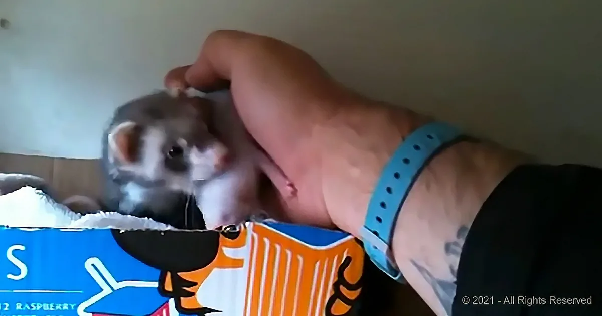 An Excited Ferret Mother Shows off Her Babies to a Human