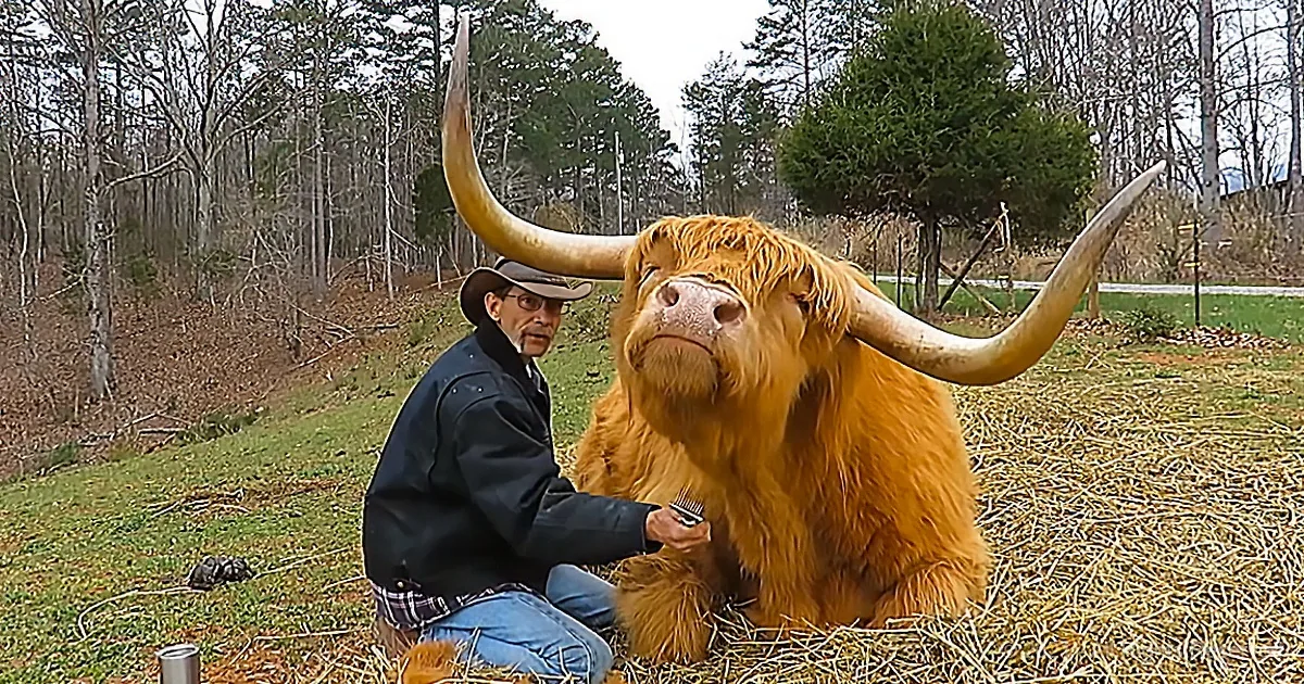 Majestic Looking Highland Cow Gets Groomed out in the Field