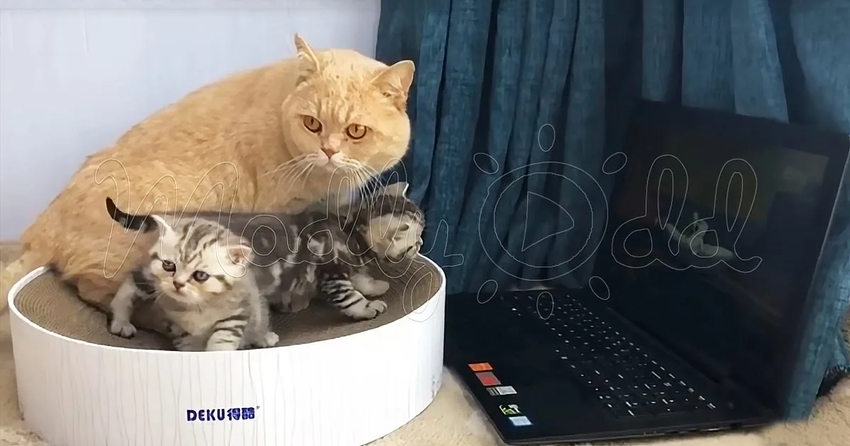 An orange cat and a gray kitten rest together in a white cat bed, with a laptop nearby.