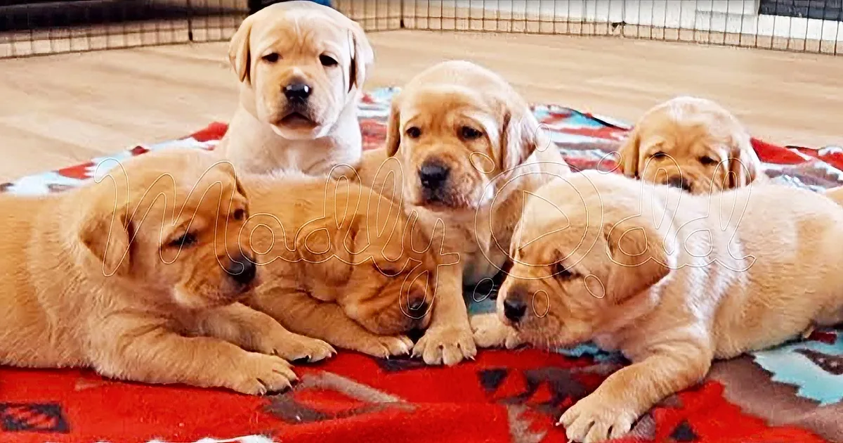 3-Week-Old Labrador Puppies Learning to Speak for the First Time
