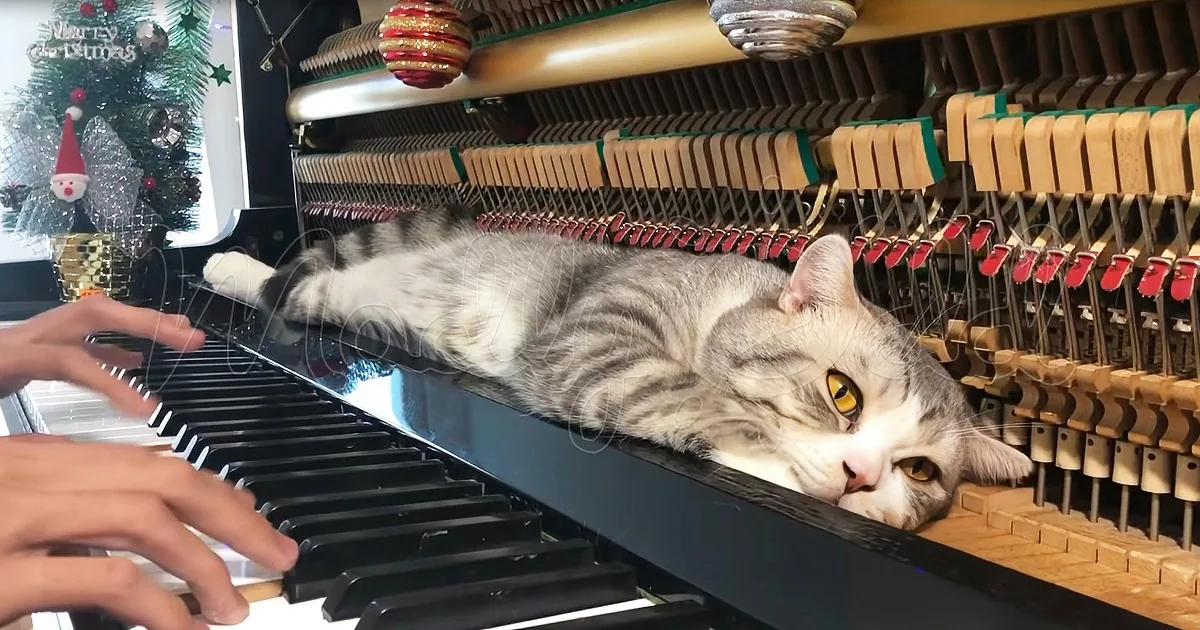 Dad Plays a Medley of Christmas Carols for His #1 Fan