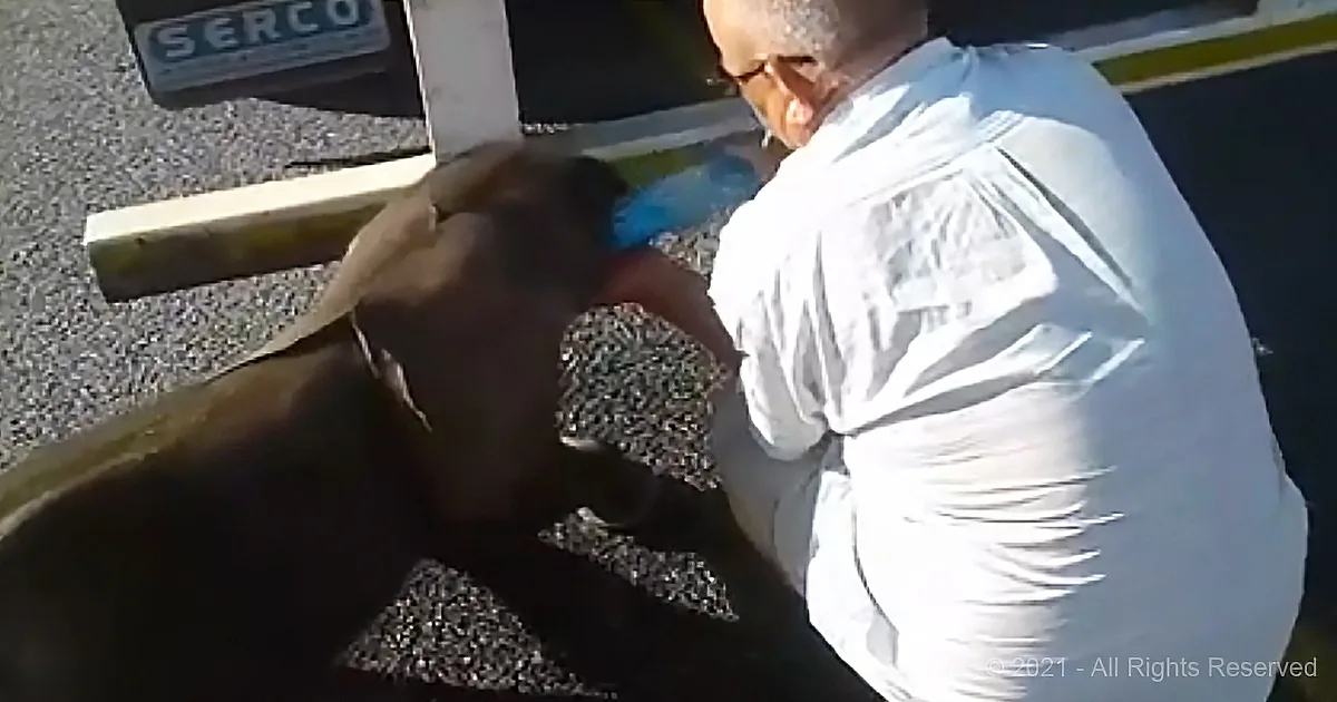 Thirsty Baby Elephant Is Helped by Good Samaritans