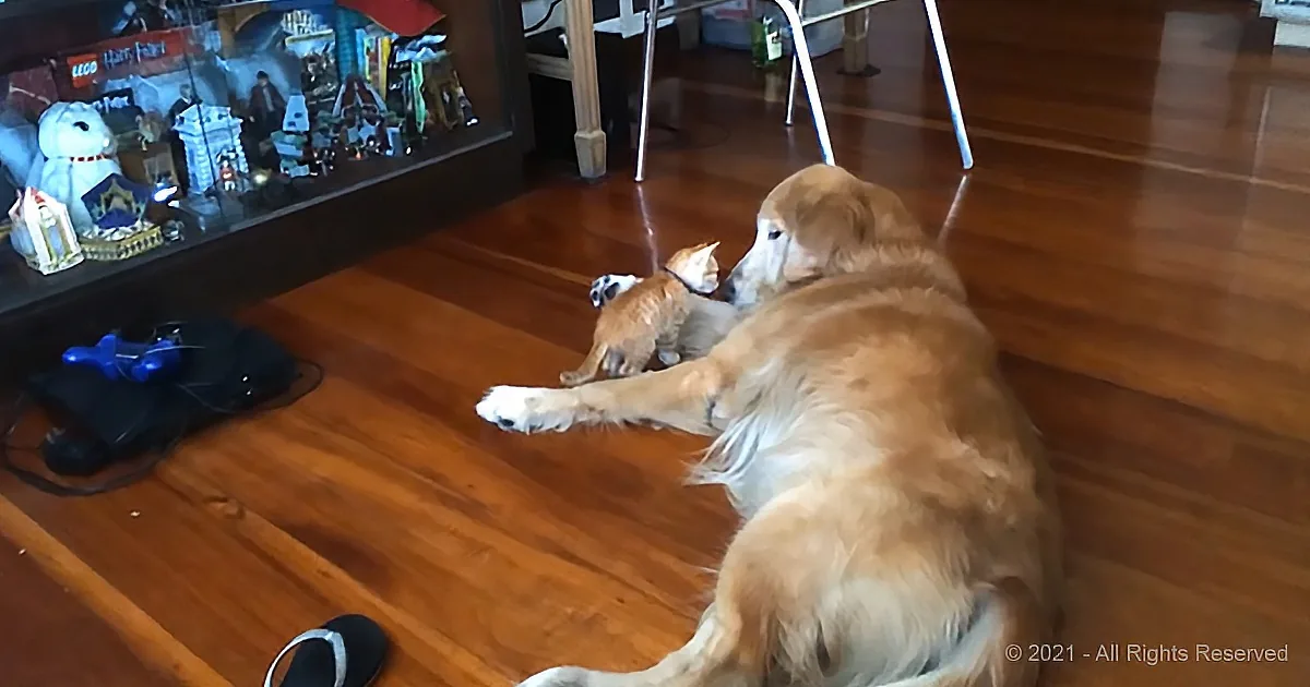 Rescue Kitten Gains a Best Friend With a Happy Golden Retriever