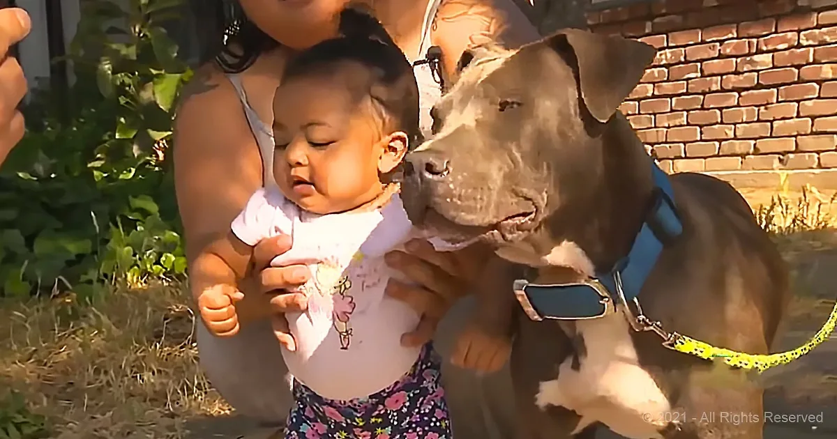 7-Month-Old Baby Saved From Fire by Heroic Pitbull