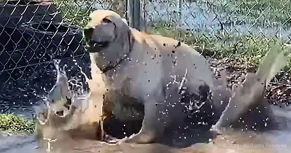 Rescue Dog Goes Bananas When He Sees a Puddle