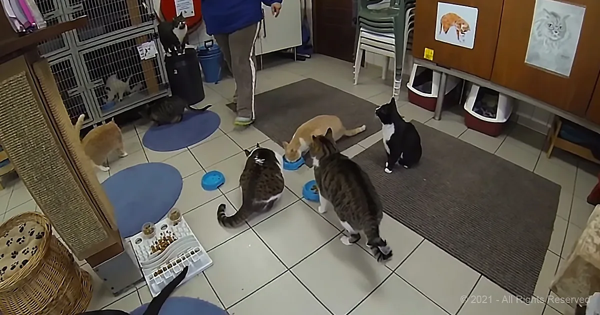Several cats gather around food bowls on a tiled floor in a room with a person and cat-related items.