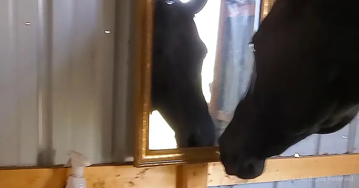 A black cow leans over a wooden structure, its head near a window, with a white spray bottle on the floor.