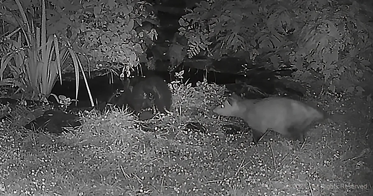 Trail Cam Video of Opossum Shoving Skunk Into Pond